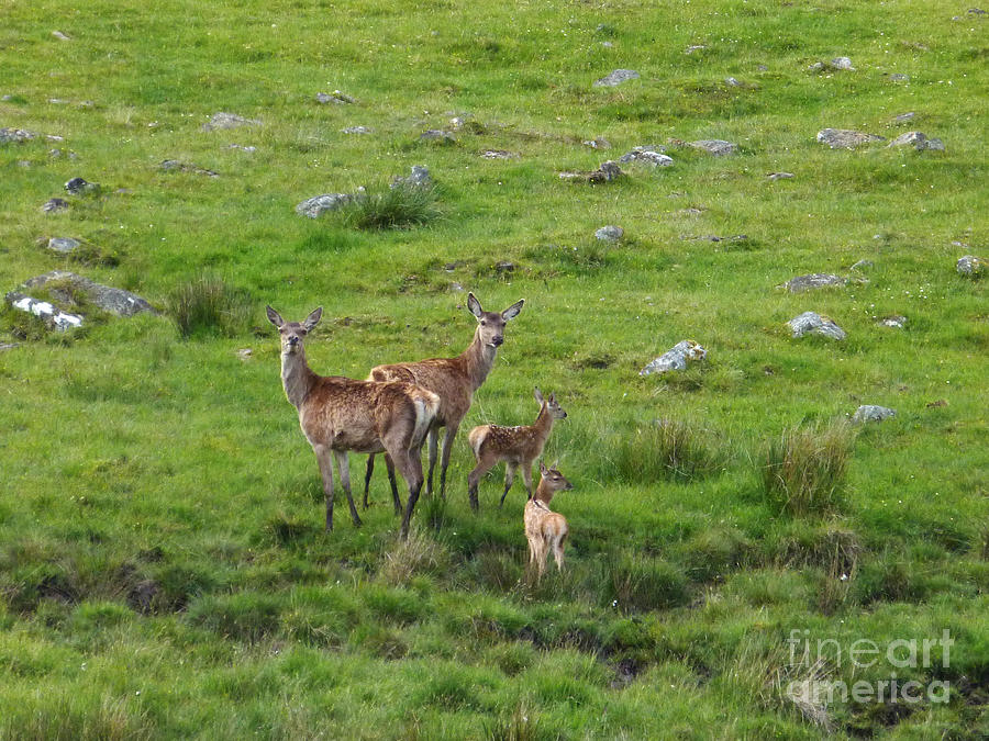 Red Deer Hinds with Calves Photograph by Phil Banks