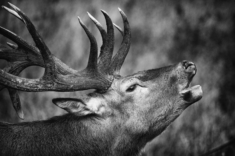 Red Deer I by Stefan Nielsen Red Deer I by Stefan Nielsen
