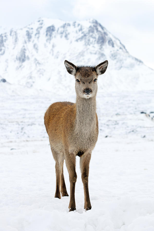 Deer Photograph - Red Deer in snow by Grant Glendinning