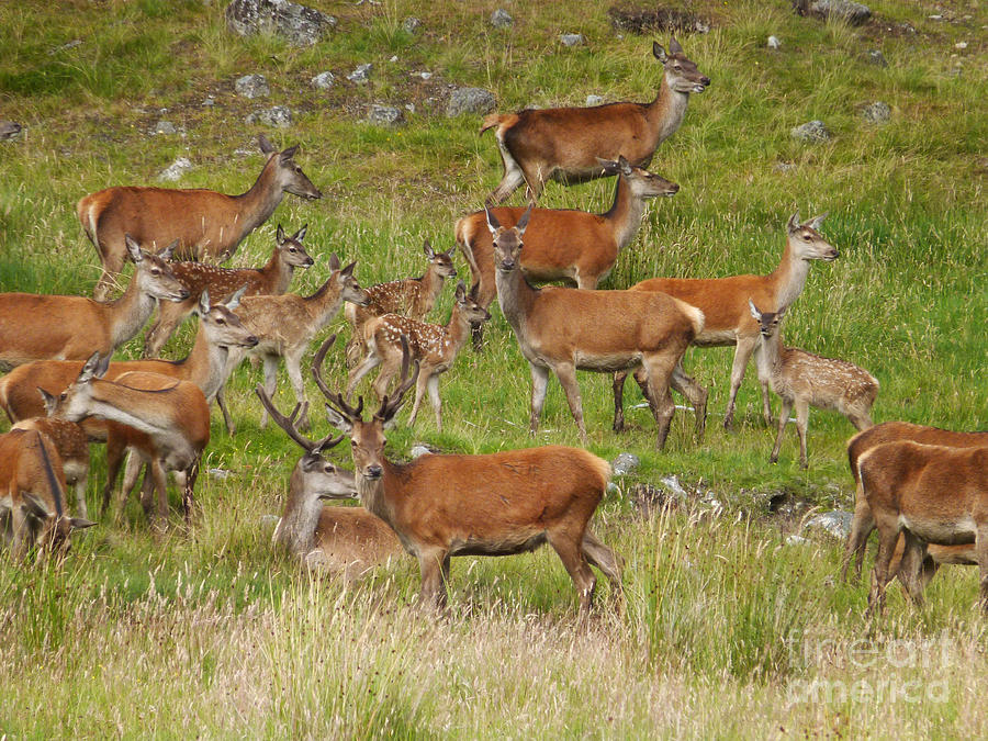 Red deer herd in summer Photograph by Phil Banks