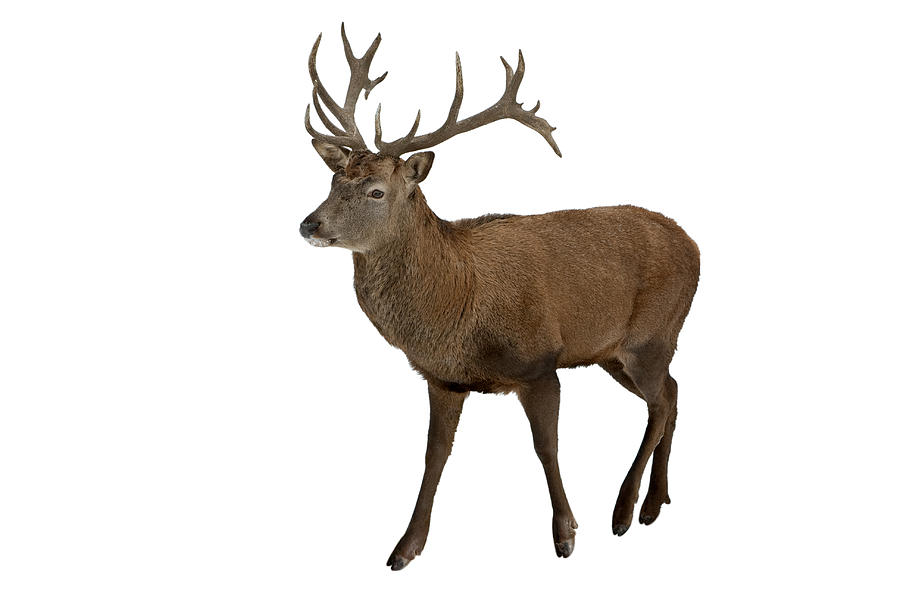 Red Deer Isolated On White Photograph by Andyworks