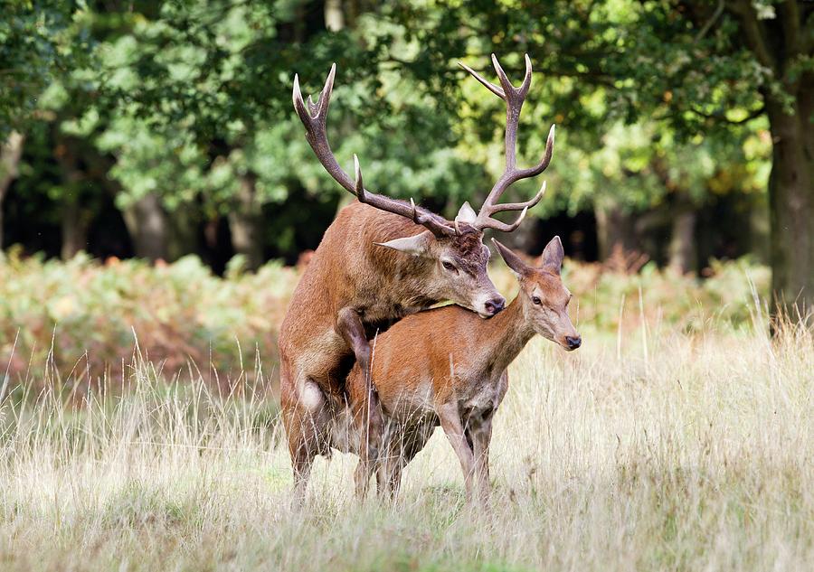 Red Deer Mating Photograph By John Devriesscience Photo Library Fine 