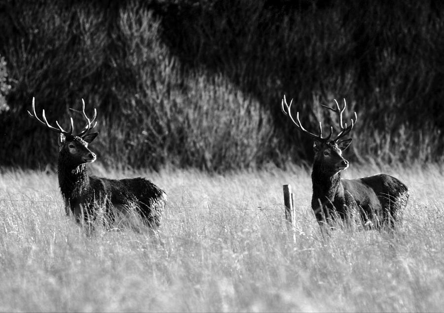 Red Deer Of Ireland Photograph by Aidan Moran
