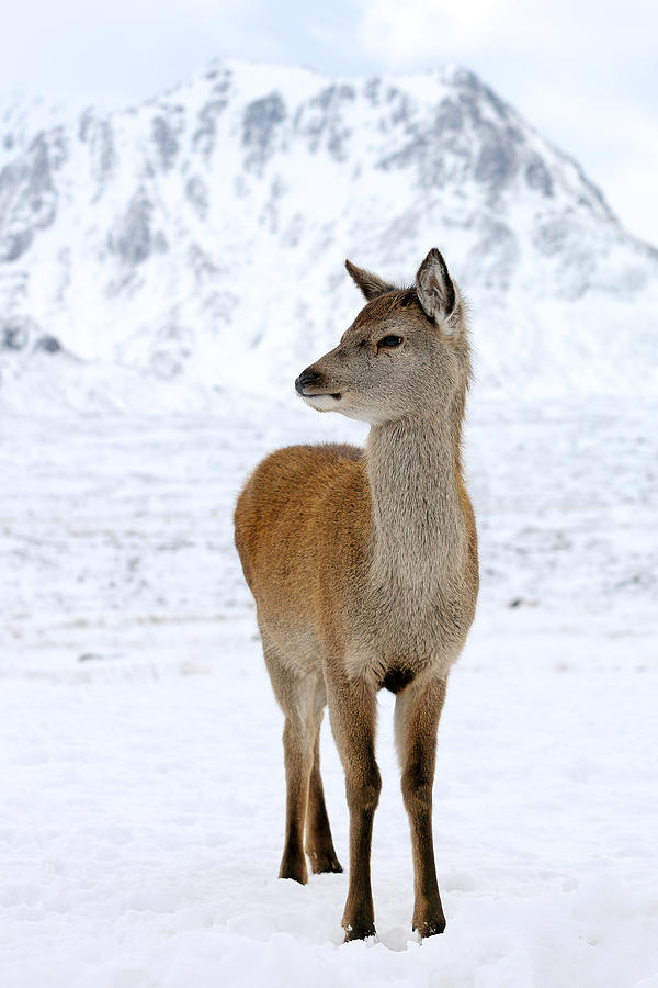 Red Deer portrait Photograph by Grant Glendinning