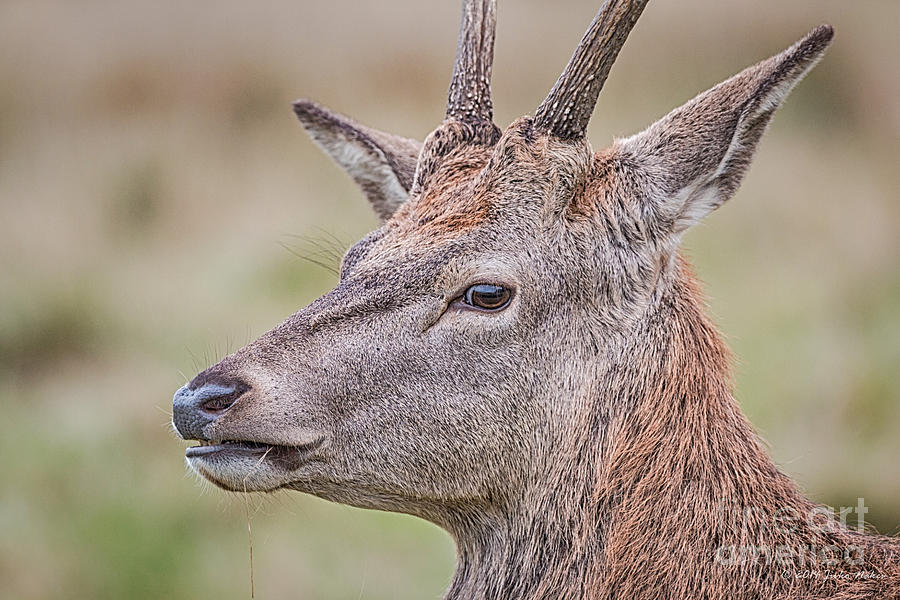 Red Deer Portrait Photograph by Jivko Nakev