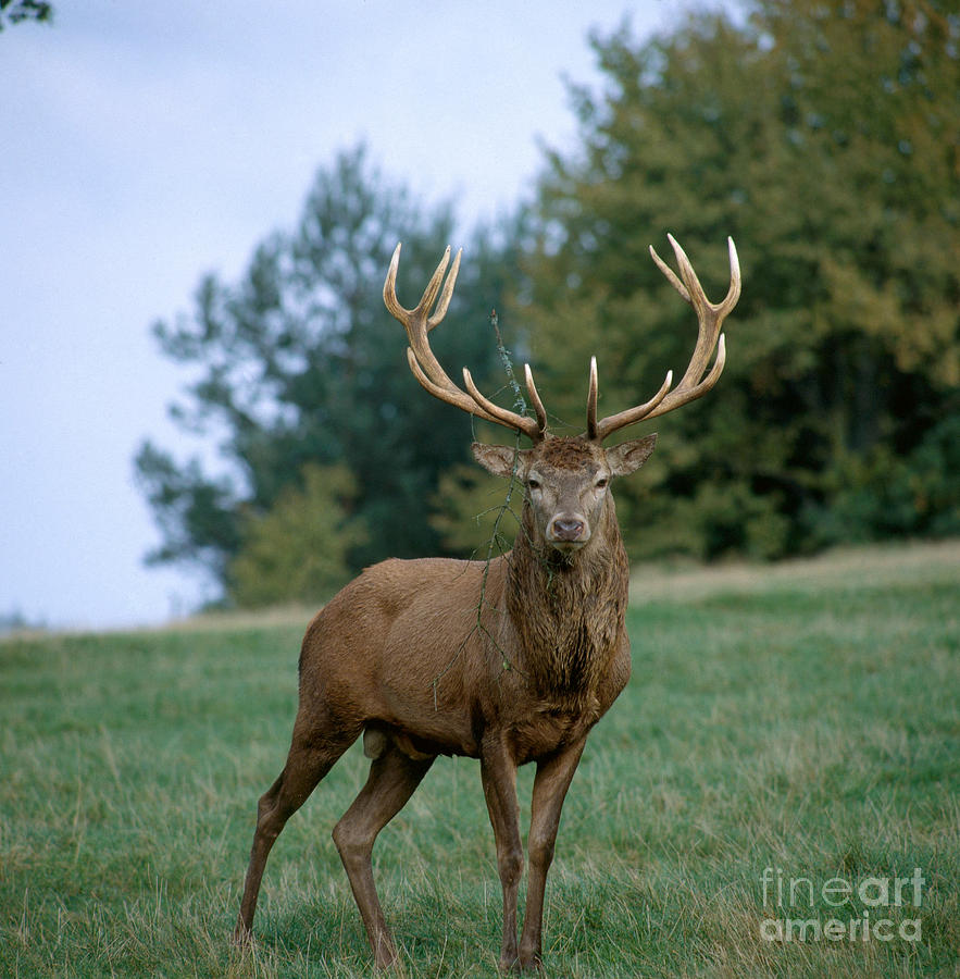 Red Deer Photograph by R. Bender