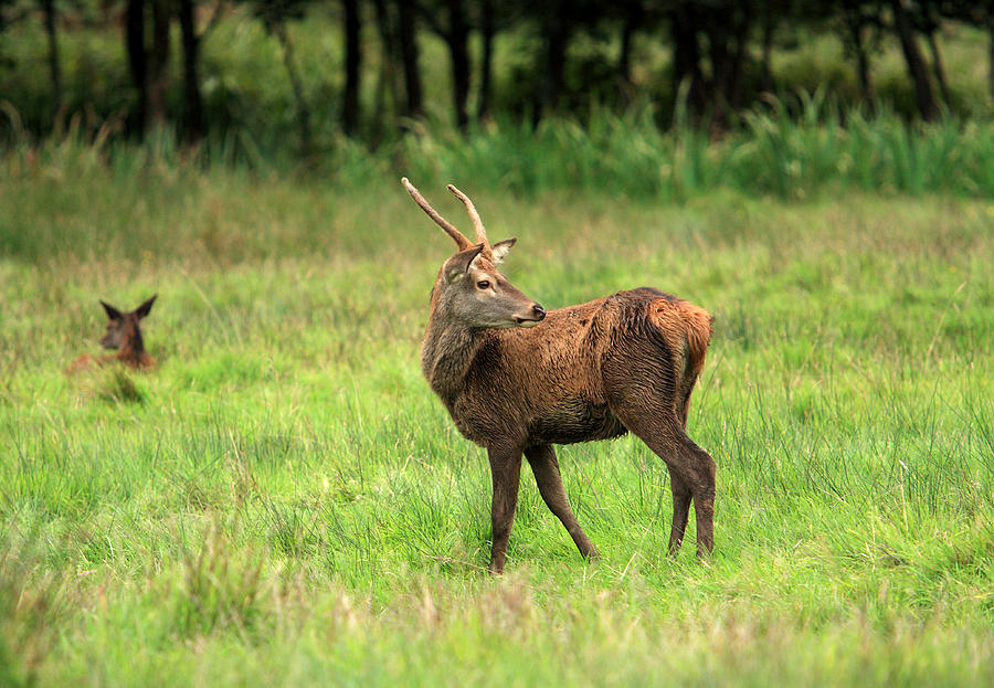 Deer Photograph - Red Deer Stag  by Aidan Moran