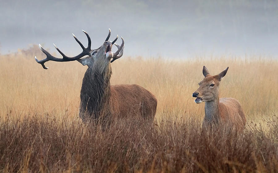 Red Deer Stag And Hind Photograph by Tim King Photography