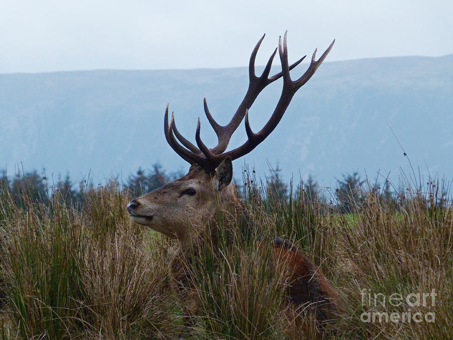 Red deer stag at rest Photograph by Phil Banks