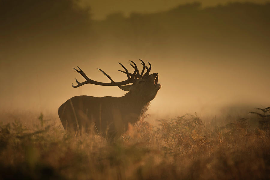 Deer Photograph - Red Deer Stag Bellowing by Simon Booth/science Photo Library