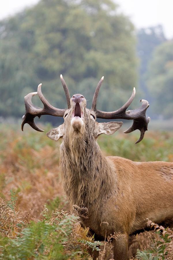 Red Deer Stag Calling Photograph by Gustoimages/science Photo Library