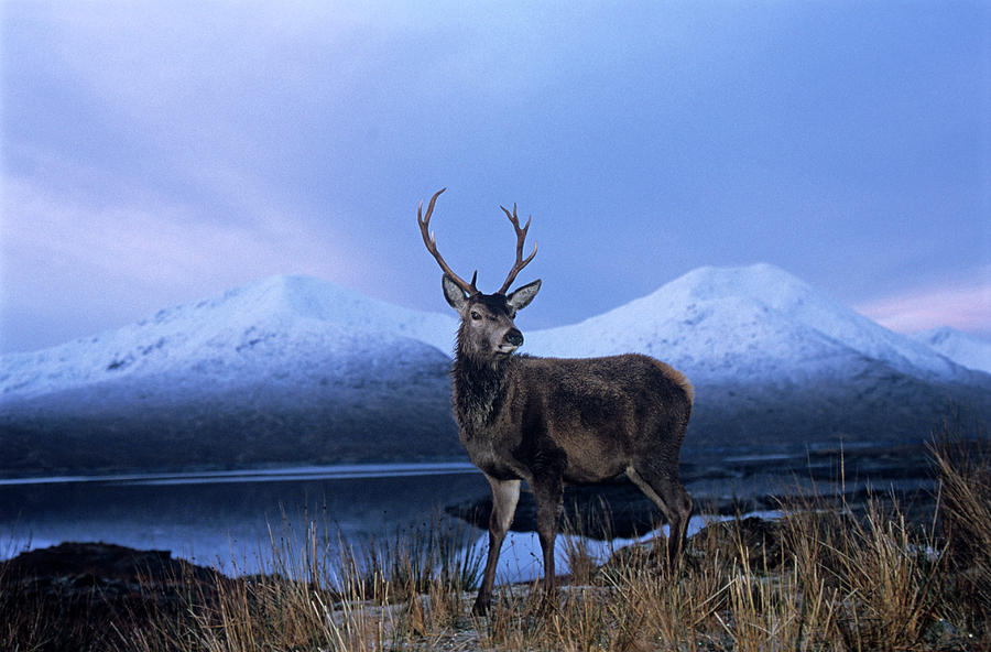 Red Deer Stag Photograph by Duncan Shaw/science Photo Library