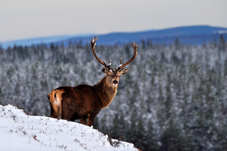 Red Deer Stag Photograph by Gavin Macrae