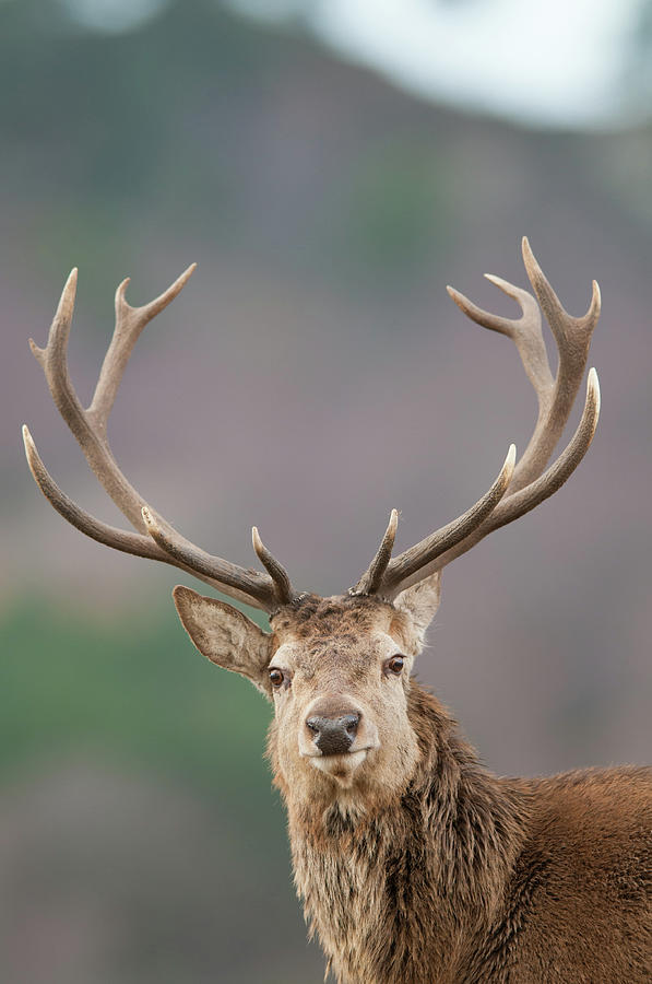 Red Deer Stag, Highland Wildlife Park Photograph by Chris Wilson