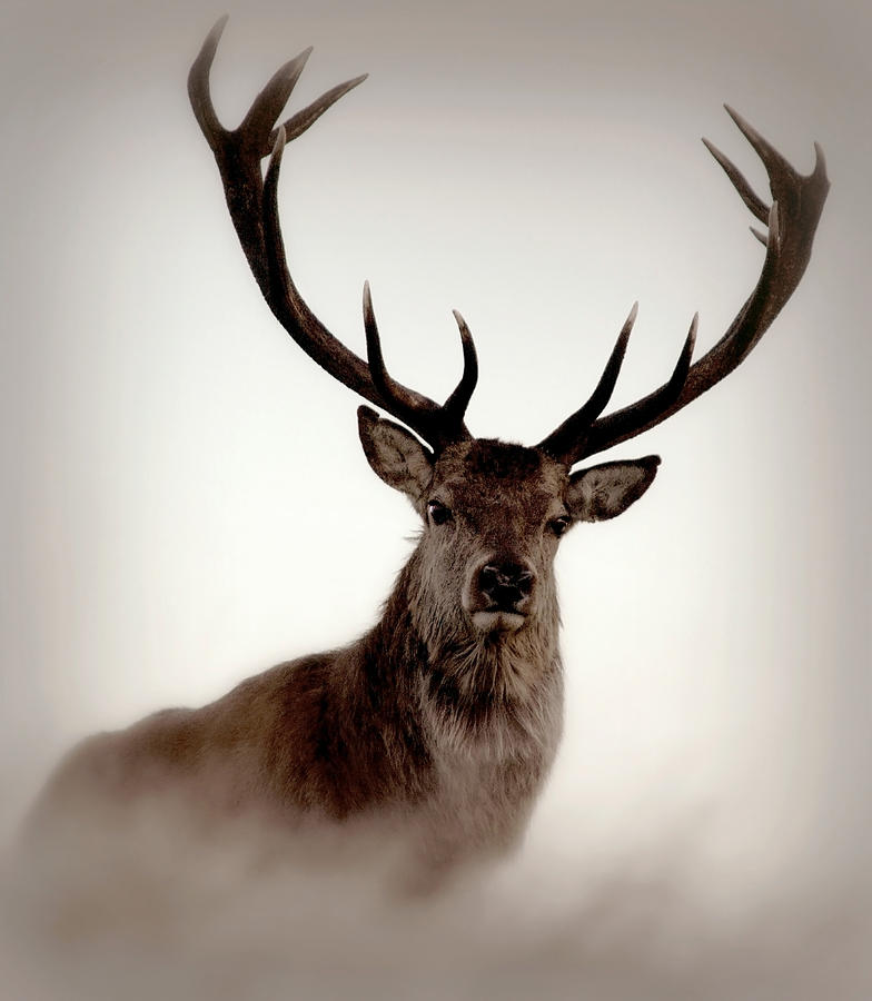 Red Deer Stag Photograph by Image by Sallycinnamon