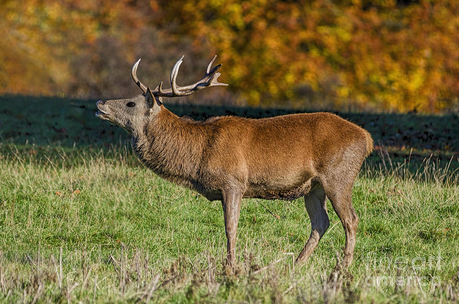 Red deer stag in autumn Photograph by Steev Stamford