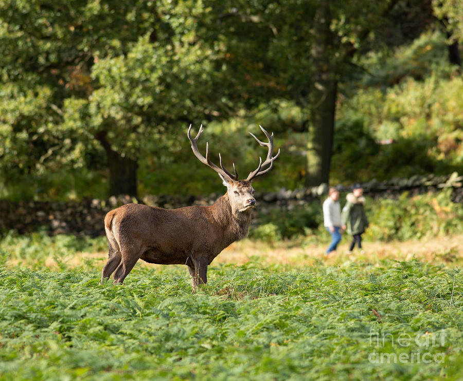 Red deer stag in Leicestershire Photograph by Louise Heusinkveld