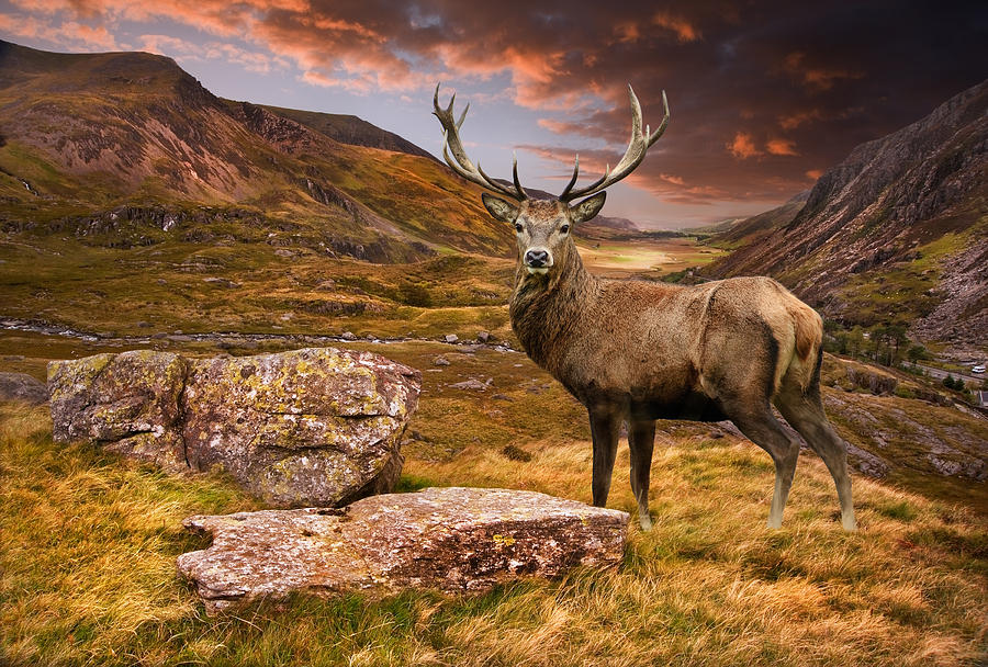 Red deer stag in moody dramatic mountain sunset landscape Photograph by ...