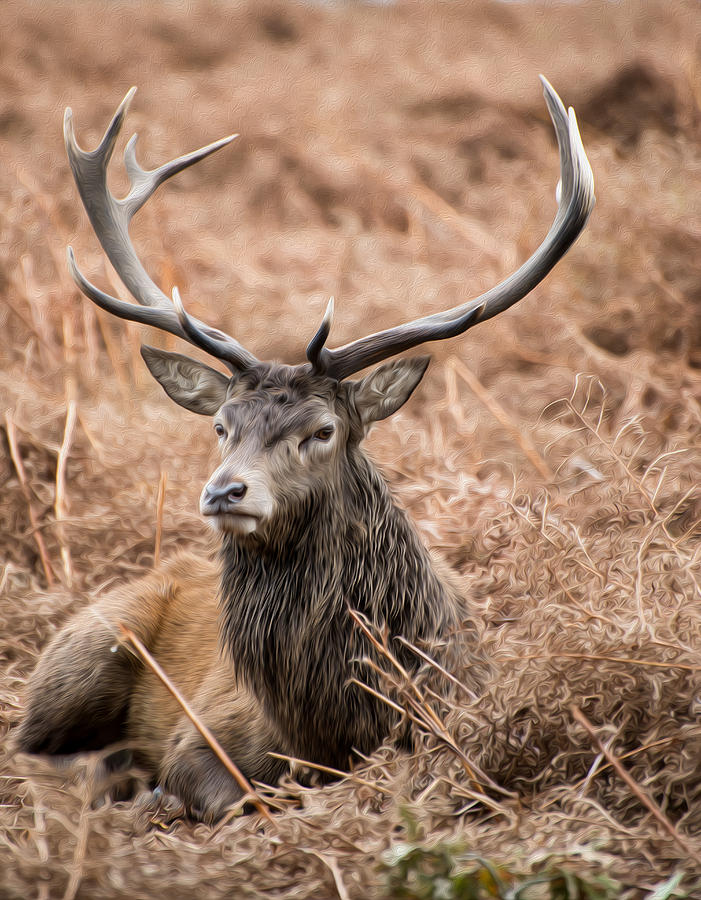 Red Deer Stag In Richmond Park London During Rutting