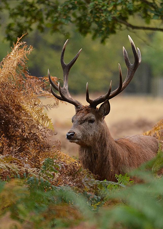 Red Deer Stag In Richmond Park Photograph by Tanjadavis.com