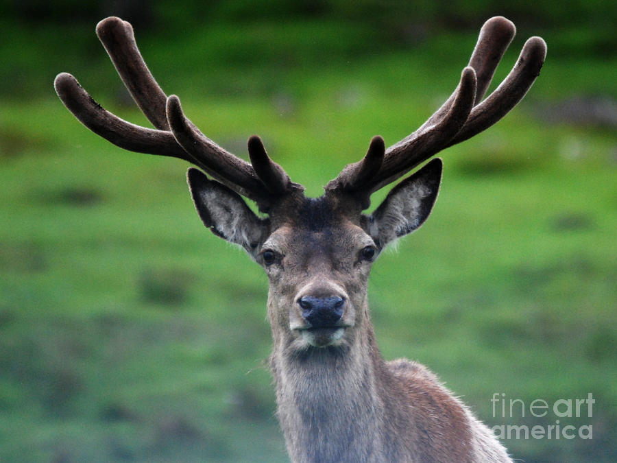 Red Deer Stag in Velvet Photograph by Phil Banks