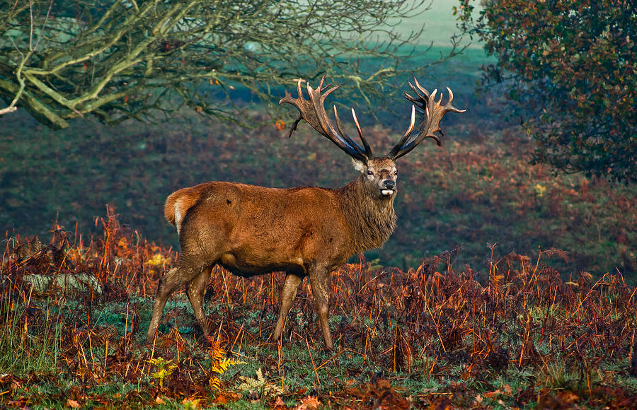 Red Deer Stag in Woodland Photograph by Scott Carruthers