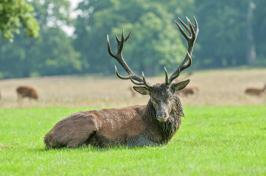 Red Deer Stag Photograph by Jacky Parker Photography