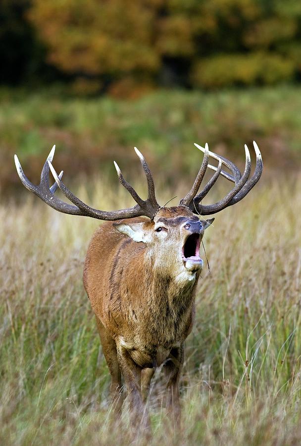 Deer Photograph - Red Deer Stag by John Devries/science Photo Library