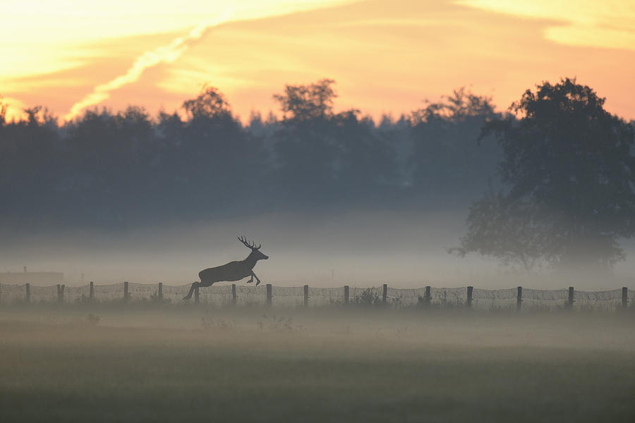Red Deer Stag Jumping Fence Photograph by Ton Schenk