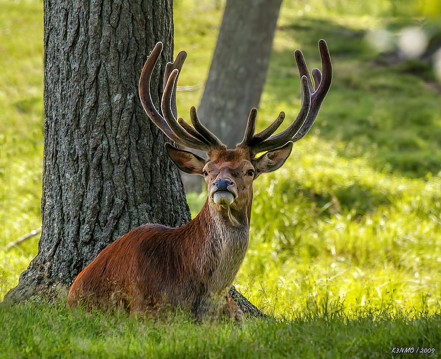Red Deer Stag Photograph by Ken Morris