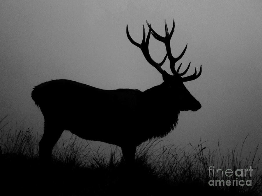Wildlife Red Deer Stag Silhouette Photograph by Linsey Williams