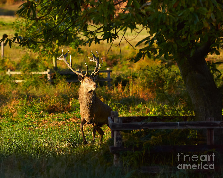 Red Deer Stag Photograph by Louise Heusinkveld