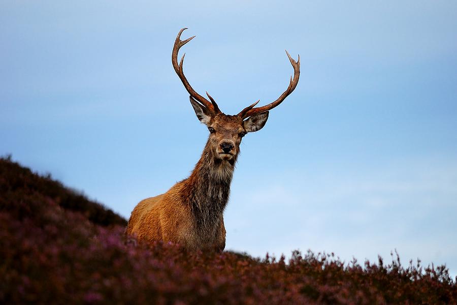 Red deer stag Photograph by Macrae Images