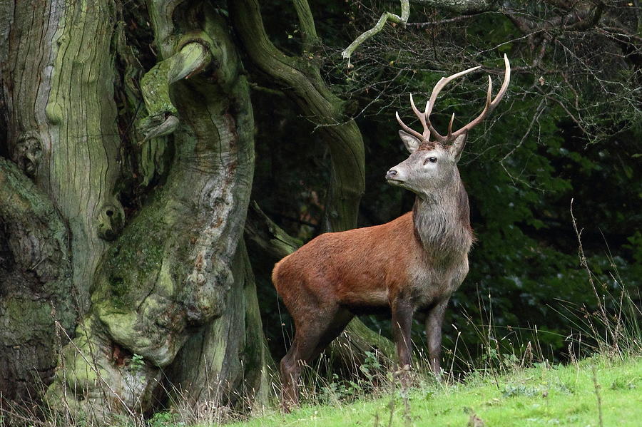 Red Deer Stag On The Quantock Hills Photograph by Robin Morrison