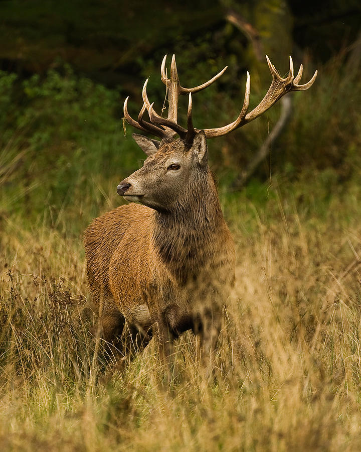Red Deer Stag Photograph by Paul Scoullar