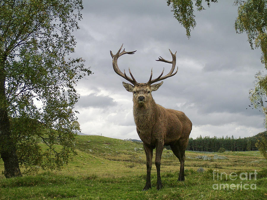Red Deer Stag - Monarch of the Glen Photograph by Phil Banks
