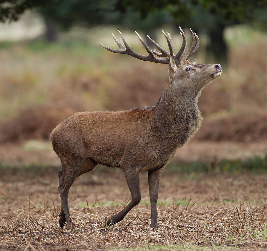 Red Deer Stag Posing Photograph by Richard Mcmanus