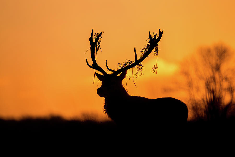 Deer Photograph - Red Deer Stag Silhouette by Stuart Harling