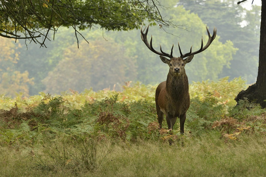 Red Deer Stag Photograph by UK Natural History