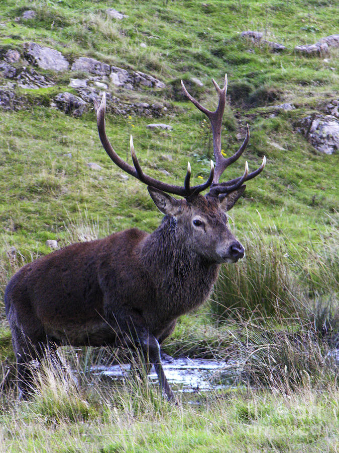 Red deer stag wallow Photograph by Phil Banks