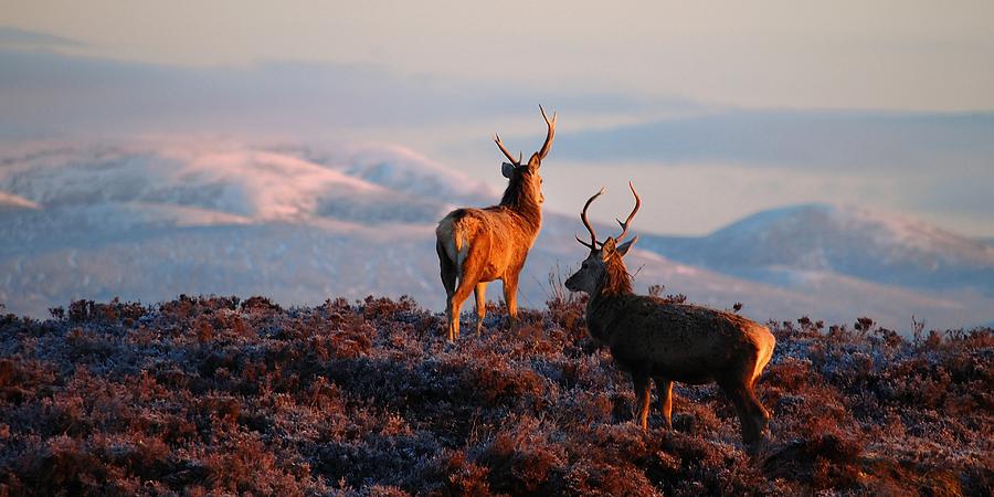 Red deer stags Photograph by Macrae Images
