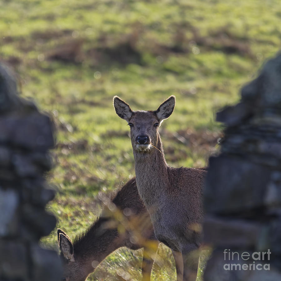 Red deer stare Photograph by Steev Stamford
