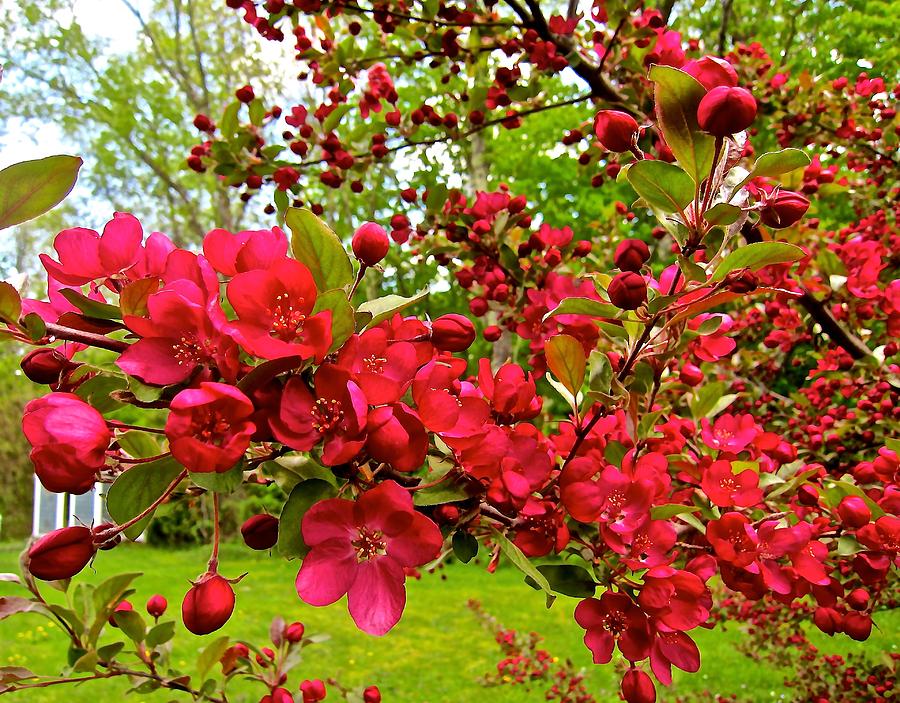 Spring Photograph - Red Delicious by Elizabeth Tillar