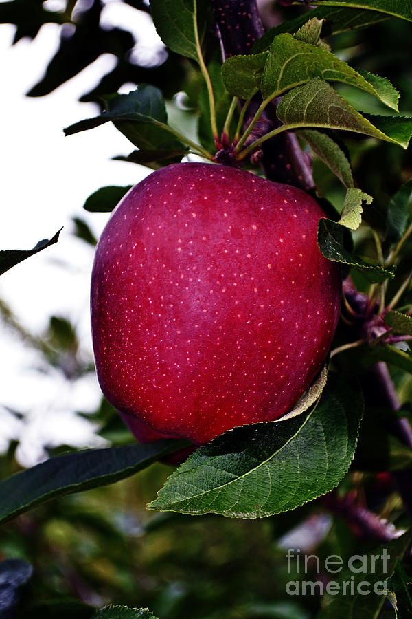 Red Delicious Photograph by Kevin Fortier