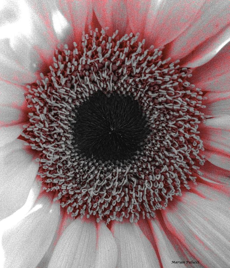 Daisy Photograph - Red Delight by Marian Lonzetta