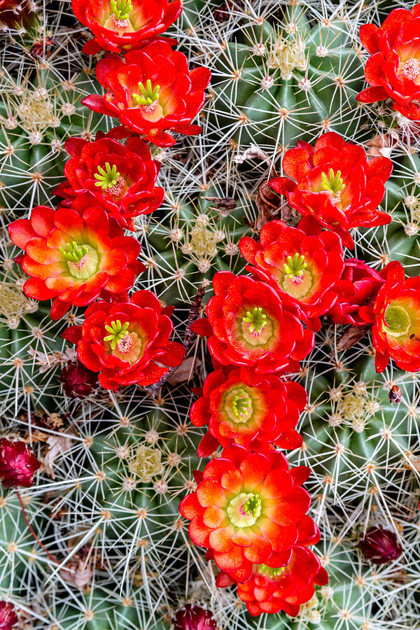 Red Desert Beauties Photograph by Teri Virbickis