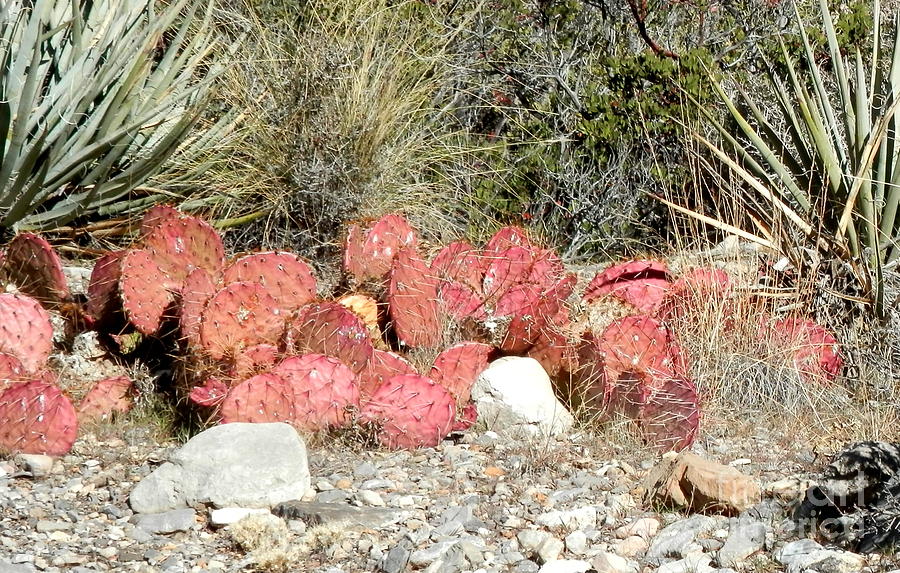 Red desert cactus Photograph by Barbara Leigh Art
