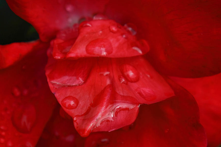 Flower Digital Art - Red Desire by Linda Unger