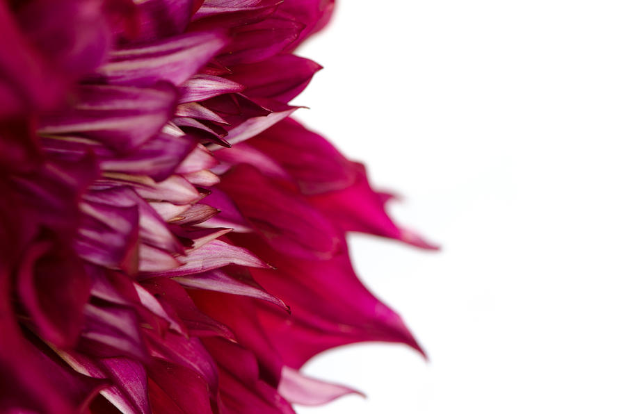 Flowers Still Life Photograph - Red Dhalia by Joe Houghton