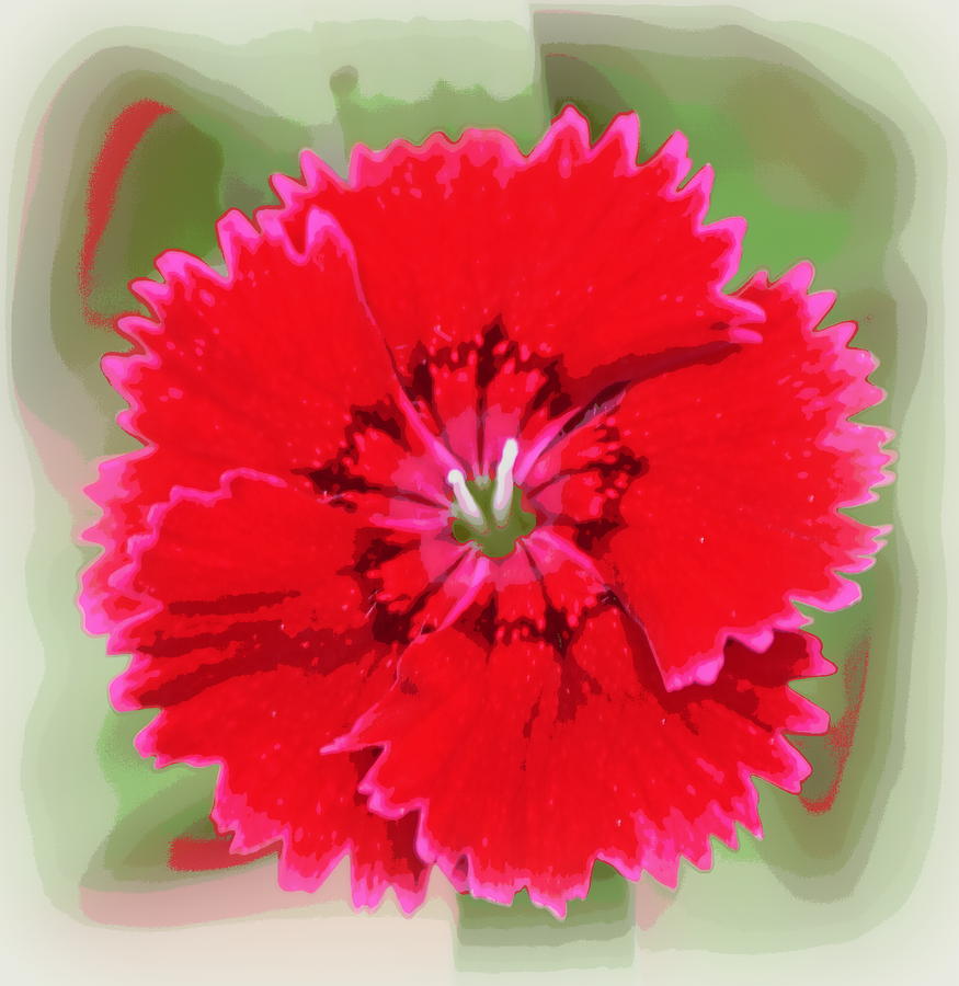 Red Dianthus Barbatus 1 Photograph by Sheri McLeroy